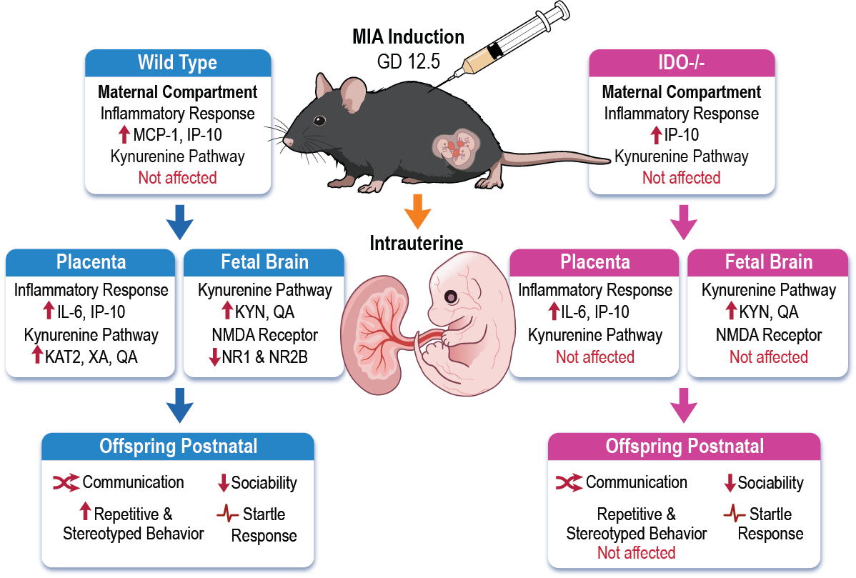 Title: The role of the kynurenine pathway in the pathophysiology of autism-like phenotype induced by maternal inflammation in male mice