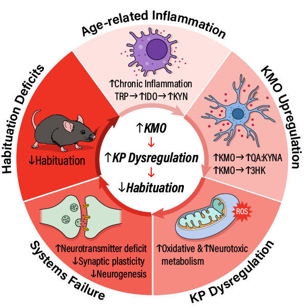 Title: Losing the Filter: How Kynurenine Pathway Dysregulation Impairs Habituation