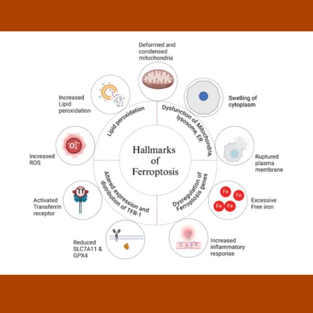 Image showing Hallmarks of Ferroptosis- Lipid peroxidation, dysfunction of Mitochondria, lysosome, and ER, Disregulation of Ferroptosis Genes, and Altered expression and distribution of TFR-1.