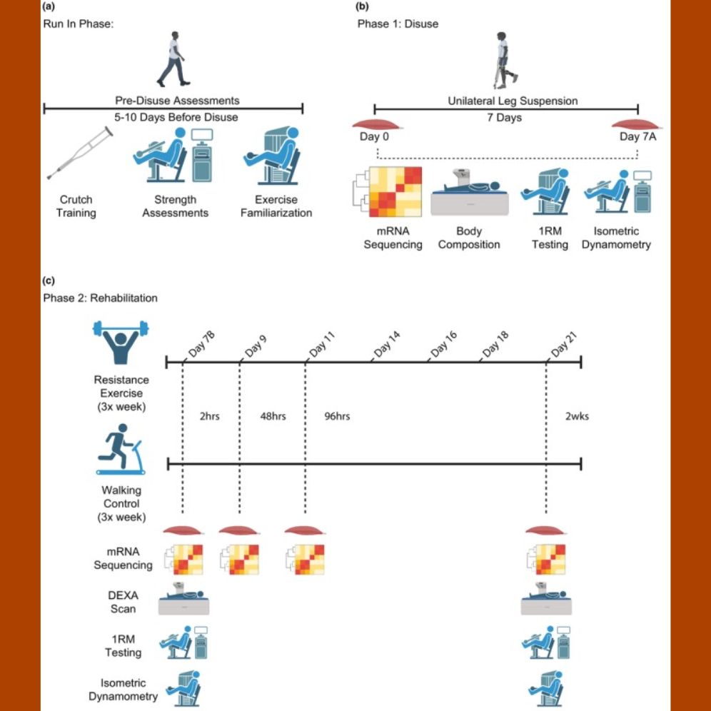Experimental overview. (a) Human participants who were 50‐ to 65‐year‐old volunteered for a study in which body composition (via DEXA), leg strength (via 1RM and isometric dynamometry), and muscle mRNA expression were analyzed pre‐disuse, post‐disuse, and post‐rehabilitation. (b) Following the run‐in phase, participants were fitted with a leg sling and underwent 7 days of ULLS. Body composition, knee extension 1RM, and knee extension isometric strength were recorded, and skeletal muscle biopsies of the vastus lateralis were obtained on Day 0 and Day 7A. (c) Following disuse, participants were randomized to 3× per week of either resistance exercise or treadmill walking for 14 days. Body composition, knee extension 1RM, and knee extension isometric strength were collected on Day 7A and Day 21. Bilateral muscle biopsies were taken 2 h post rehabilitation on days 7B, 9, 11, and 21. 1RM, one‐repetition maximum; RE, resistance exercise; WC, walking control.