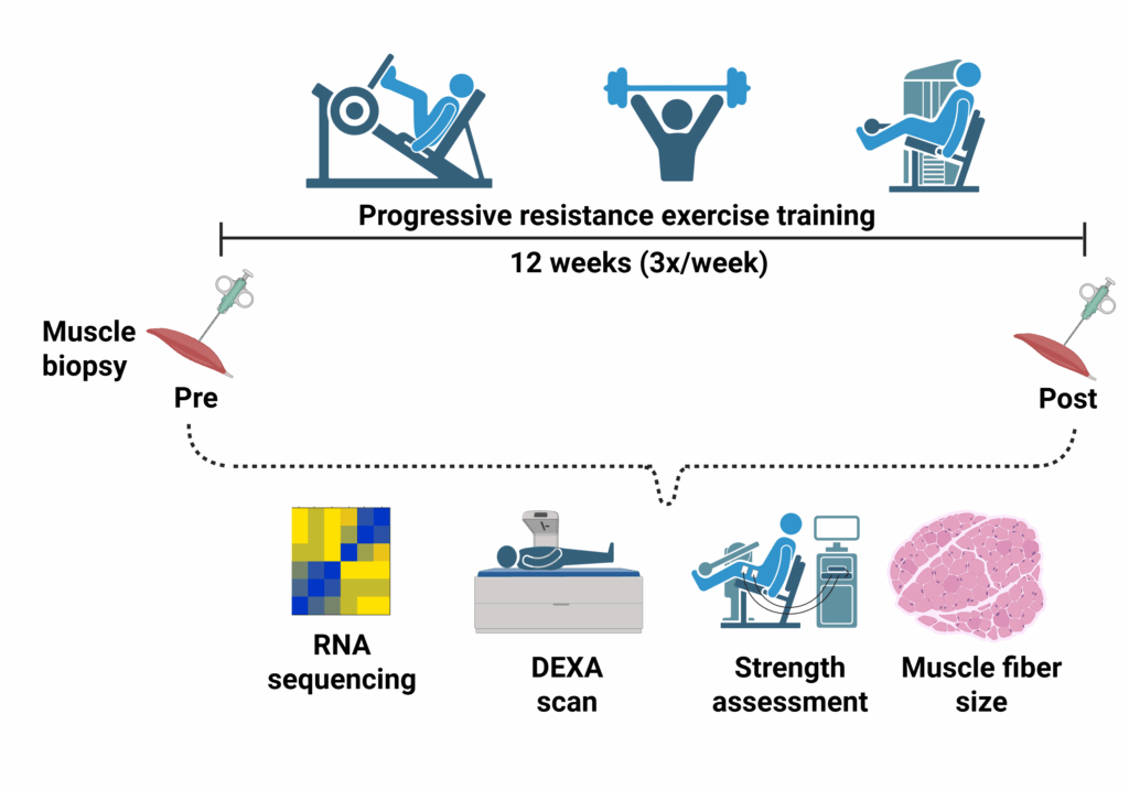 Graphical abstract outlining 12 week exercise study and measurements.