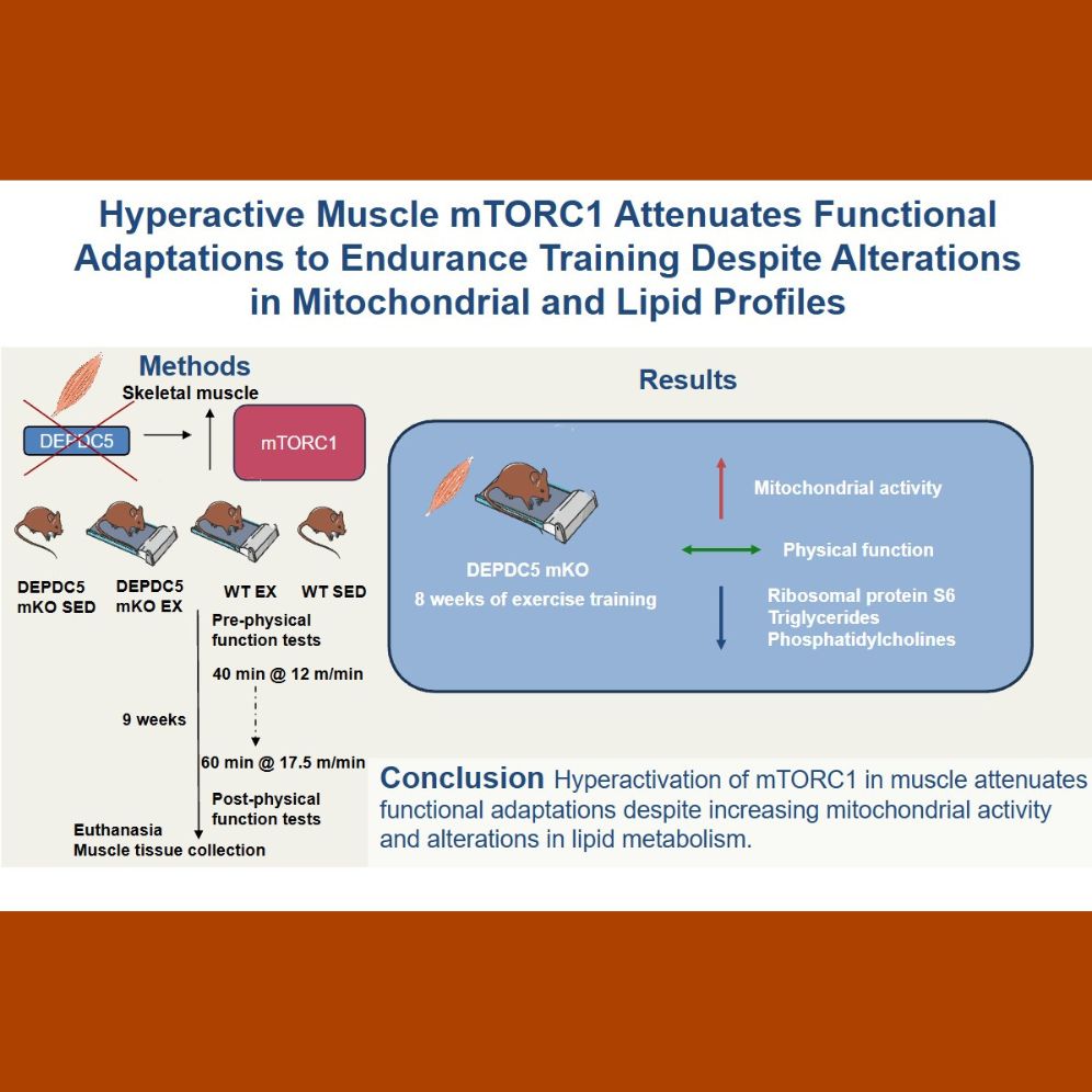 Abstract image from "Hyperactive Muscle mTORC1 Attenuates Functional Adaptations to Endurance"